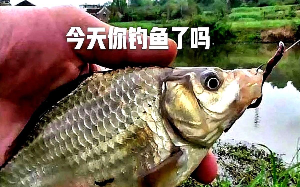 初冬钓鲫鱼别封竿，记住五字真言。天一冷那鱼就跟变了个人似的，懒洋洋地躲在向阳的水