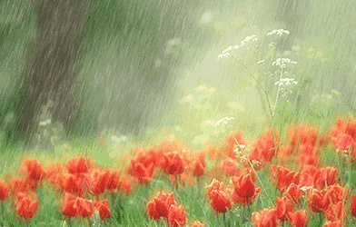 上联：过雨荷花娇欲滴下联：经霜枫叶害羞脸上联意为：过雨荷花娇欲滴，顾名思义，
