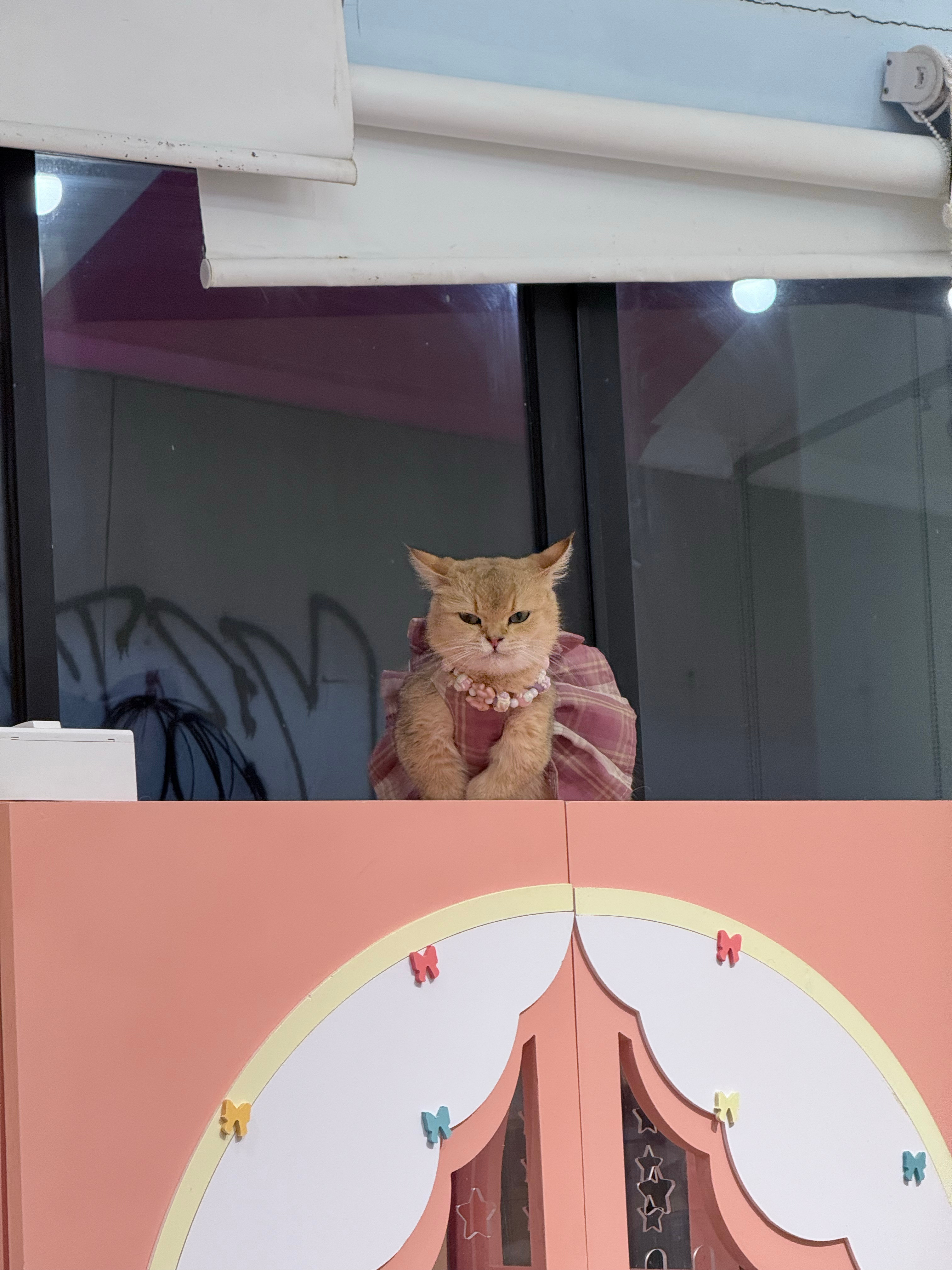 可爱猫和贪吃狐