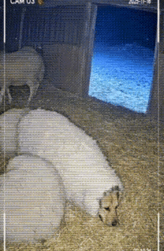 狗子:过年了，主人给买了一身新衣服，羊绒大衣，保暖性能真好！狼:我看看，这只羊