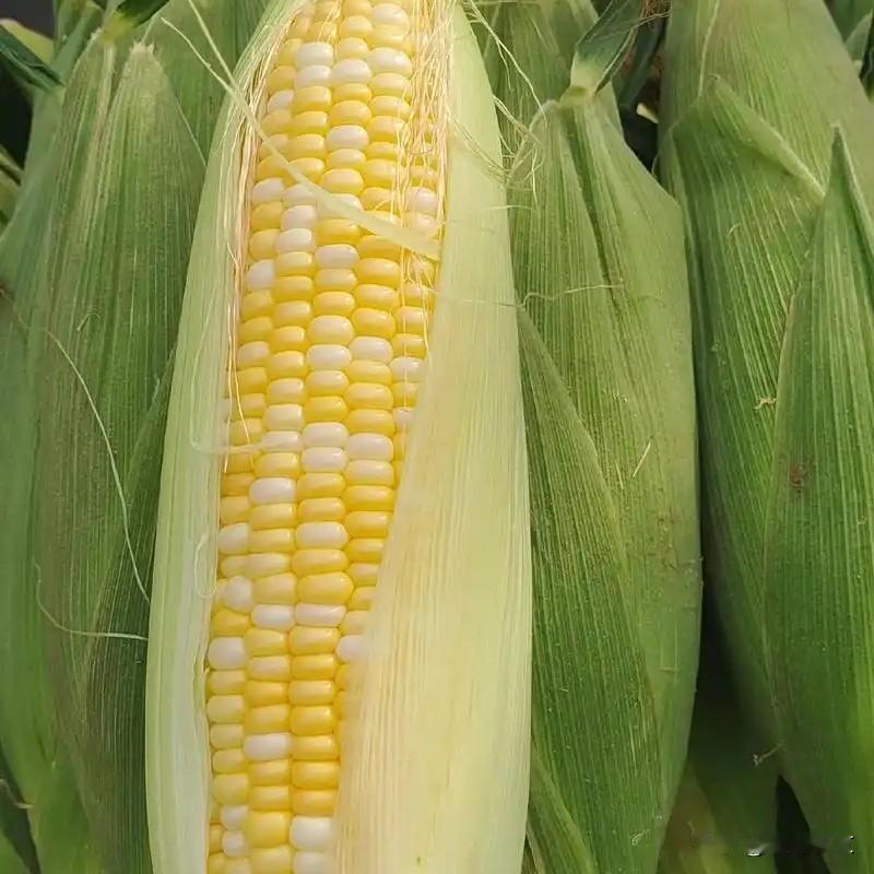 玉米想高产，这三招要记牢，穗大少秃尖同样是种玉米，为啥邻居家的穗