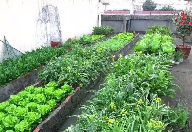 用点砖头,塑料桶, 把露台变成