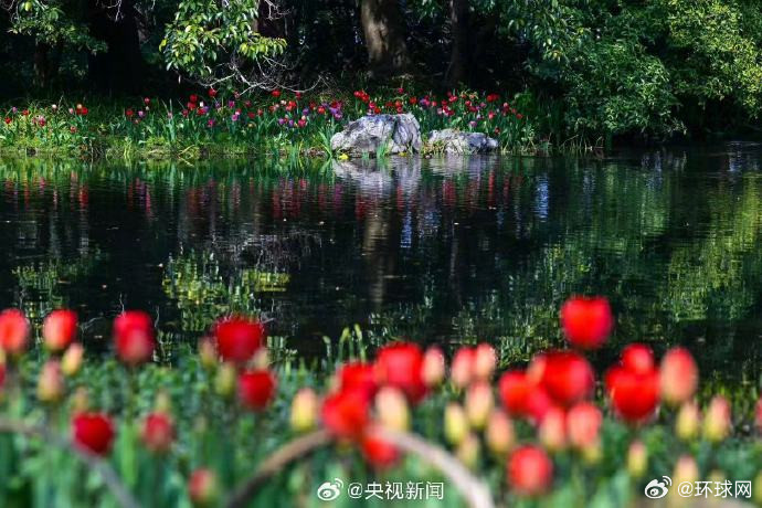 #想和你交换春天#【#郁金香一出手就是超大份浪漫#转发分享！】近日，浙江杭州的郁