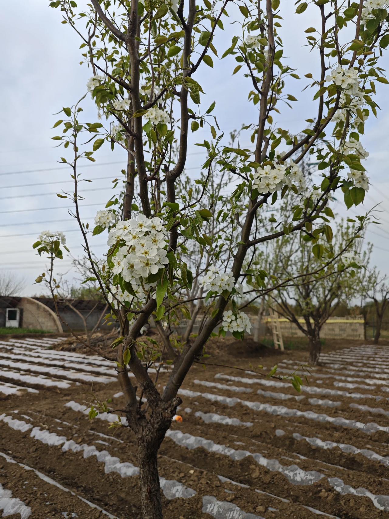 梨树9月份能修剪吗？秋后修剪正当时很多种梨的老果农都知道，梨树管理讲究“夏