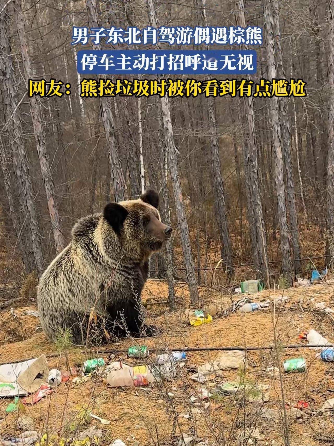 大兴安岭棕熊旁满是垃圾：我们追着风景来，别把“伤疤”留在这里10月2日，黑