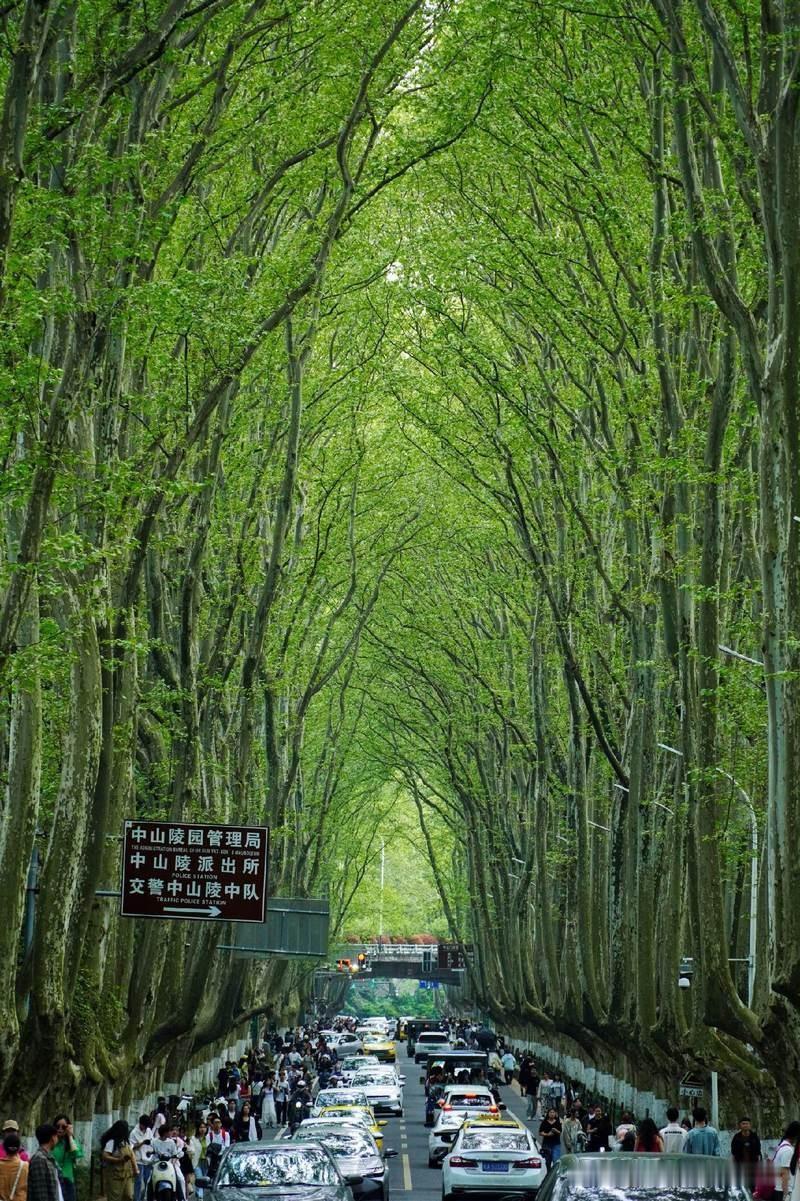 钟山风景区梧桐大道叶子又绿了梧桐大道确实是很美，来南京游玩的可以去玩一玩，免费哦