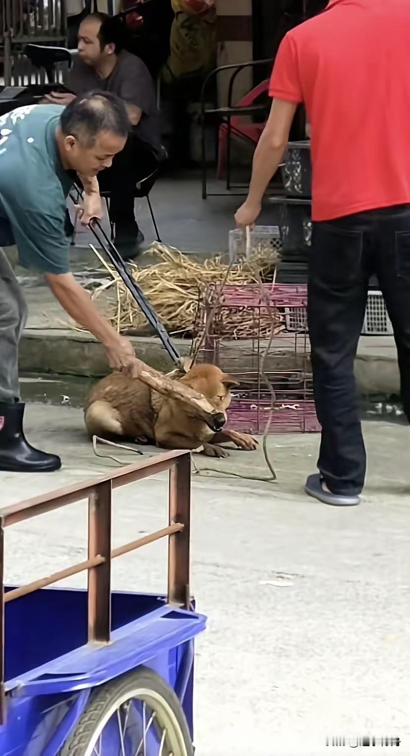 红衣男子牵着自家的大黄狗到饭店让人加工成狗肉，可怜的大黄仿佛知道自己的命运蹲在地