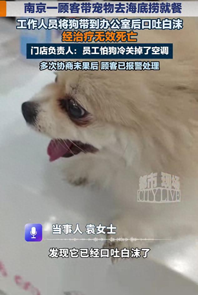 女子称爱犬被海底捞带去办公室后死亡