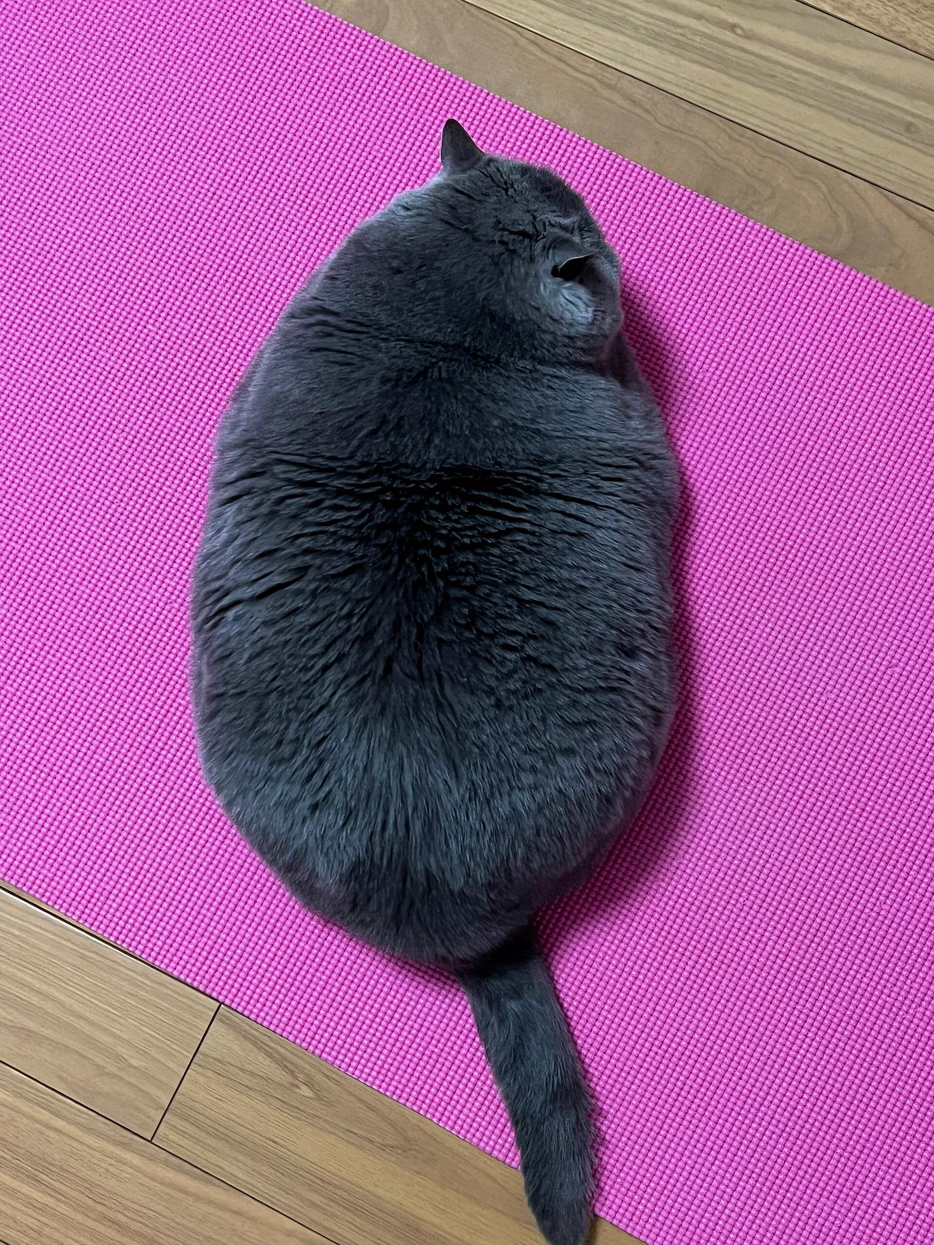 小猪咪你是一只大鼠标​​​