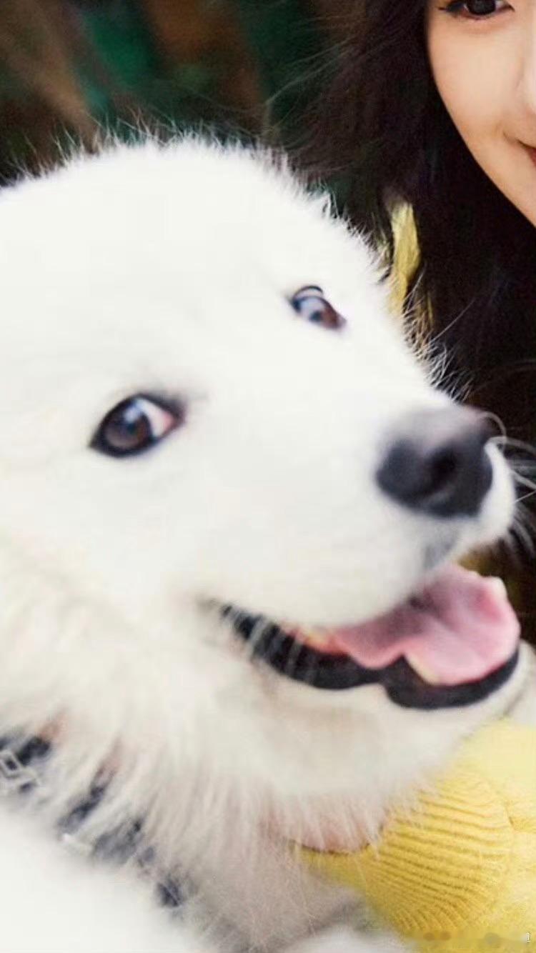 一些和小狗合照的早期💛赵露思
