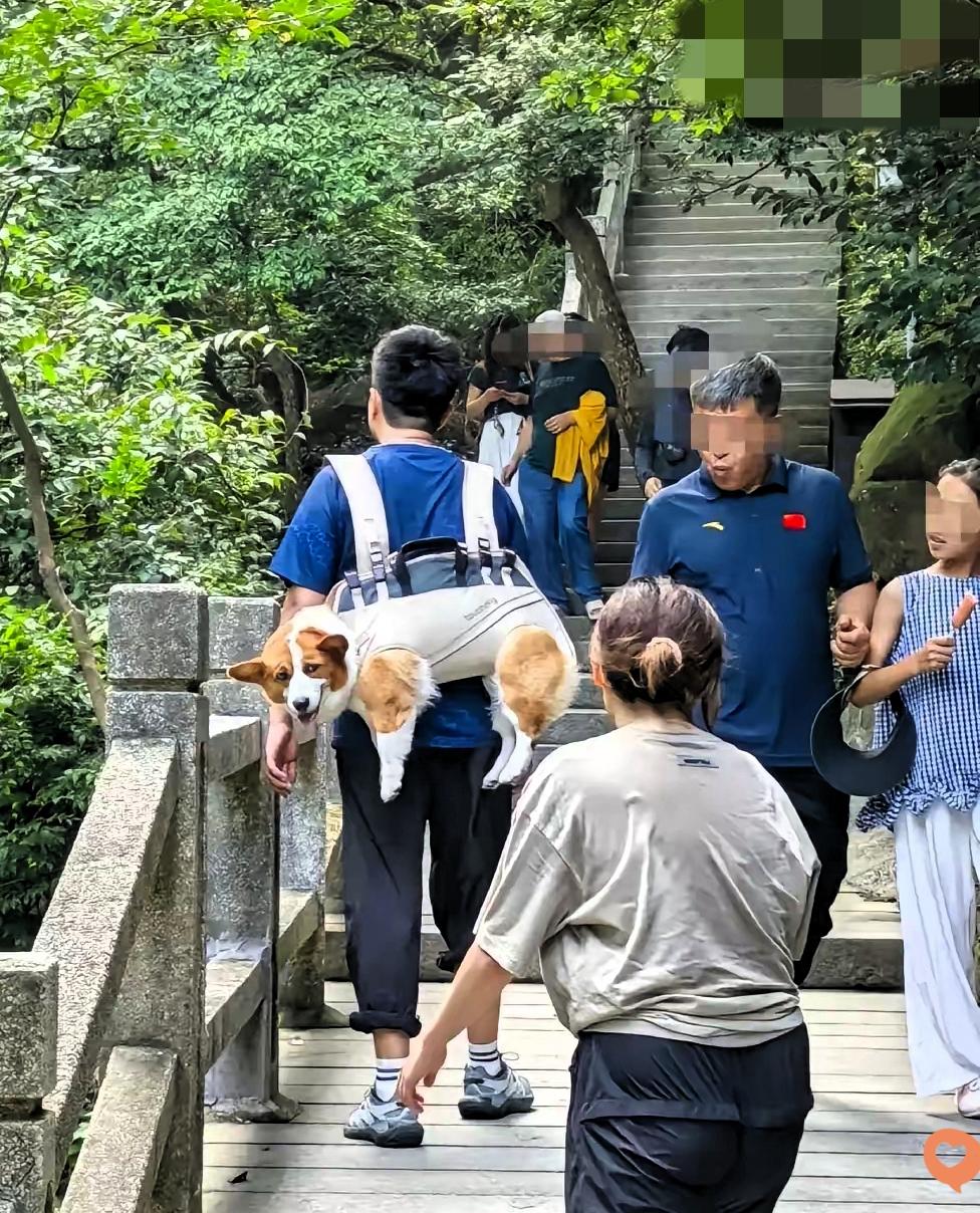 小伙背狗登庐山，1300级台阶，这狗子也太幸福了吧！有人夸他有爱心，也有人