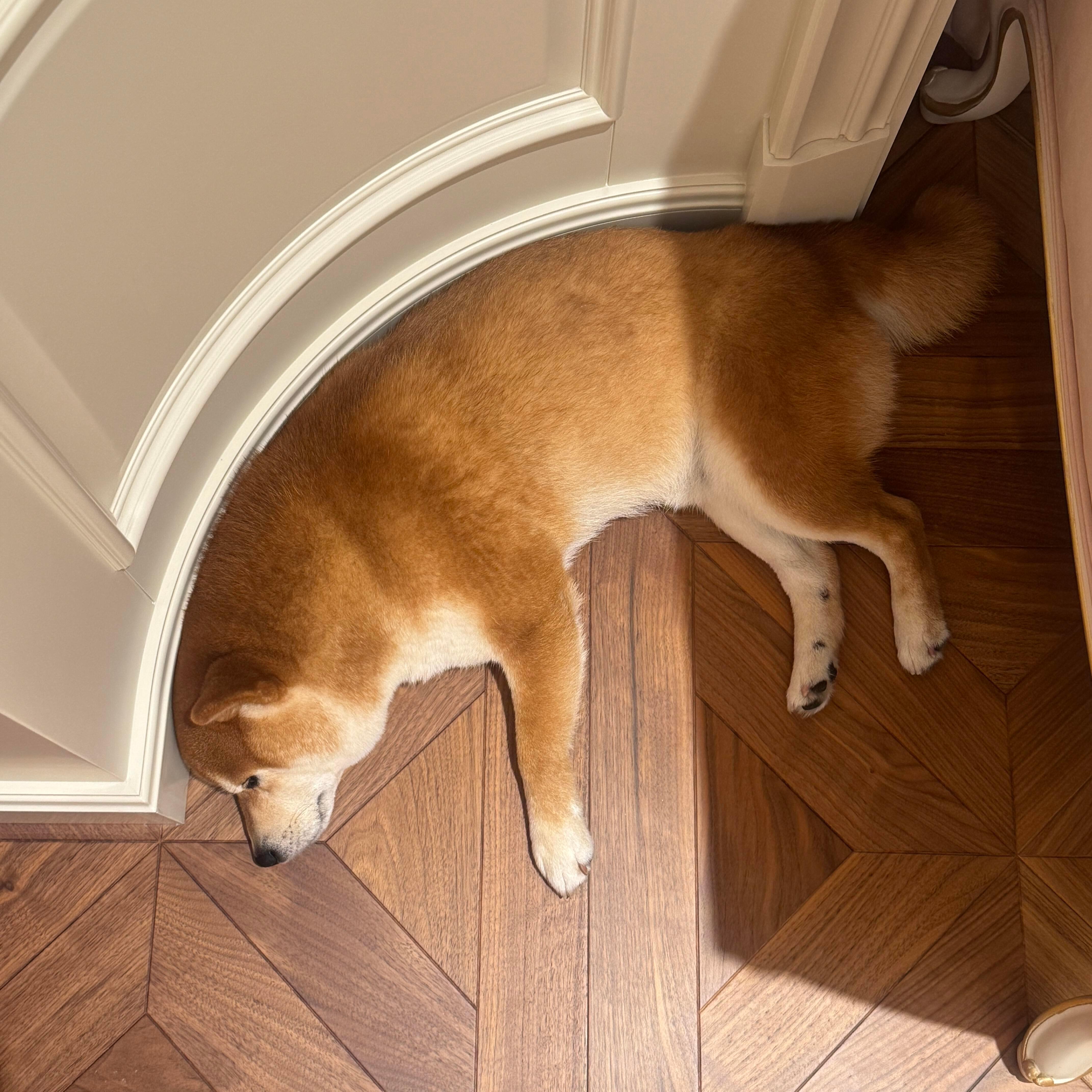 终于给反犬旁找到最合适位置了