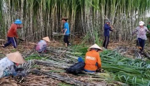 越南变化确实大，以前喊越南人过来广西砍甘蔗，一天50元人民币，后来变100人民币