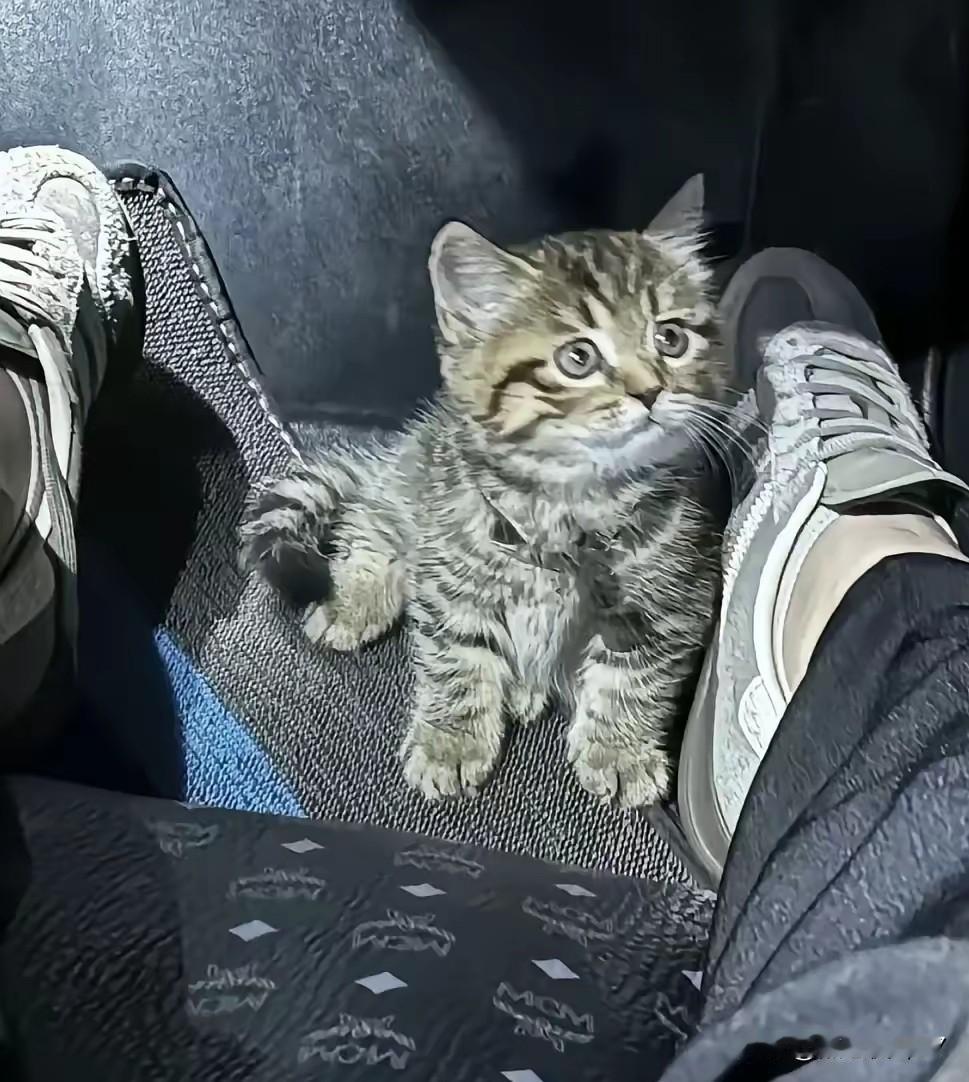 狸花猫“碰瓷”记：3根烤肠换一个家，媳妇的话让弃养者脸红谁能想到，服务区一