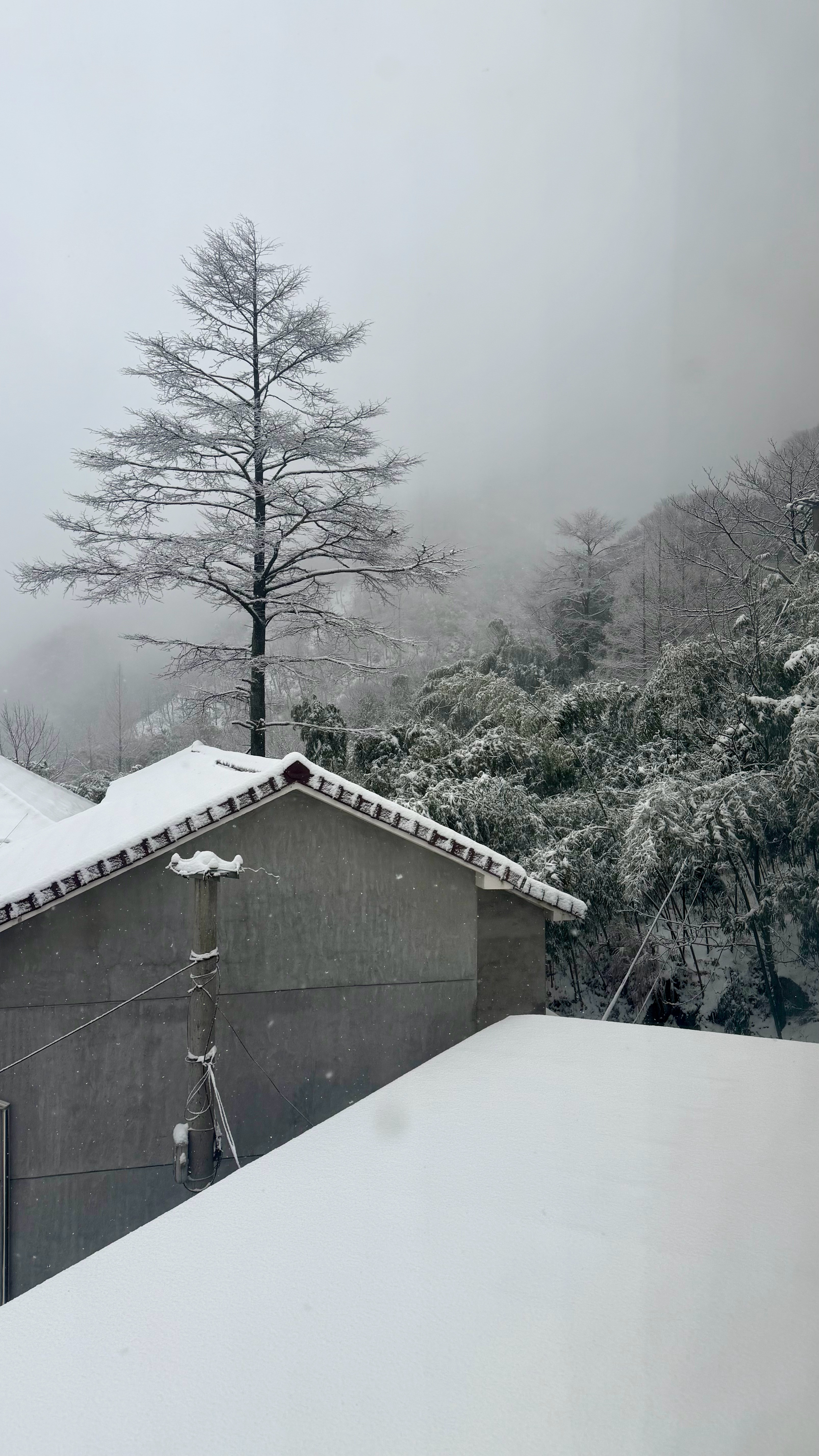 从董岭的山上醒来，窗外一片白茫茫的雪景，让我看到了冬季理想的样子。有小孩在嬉戏玩