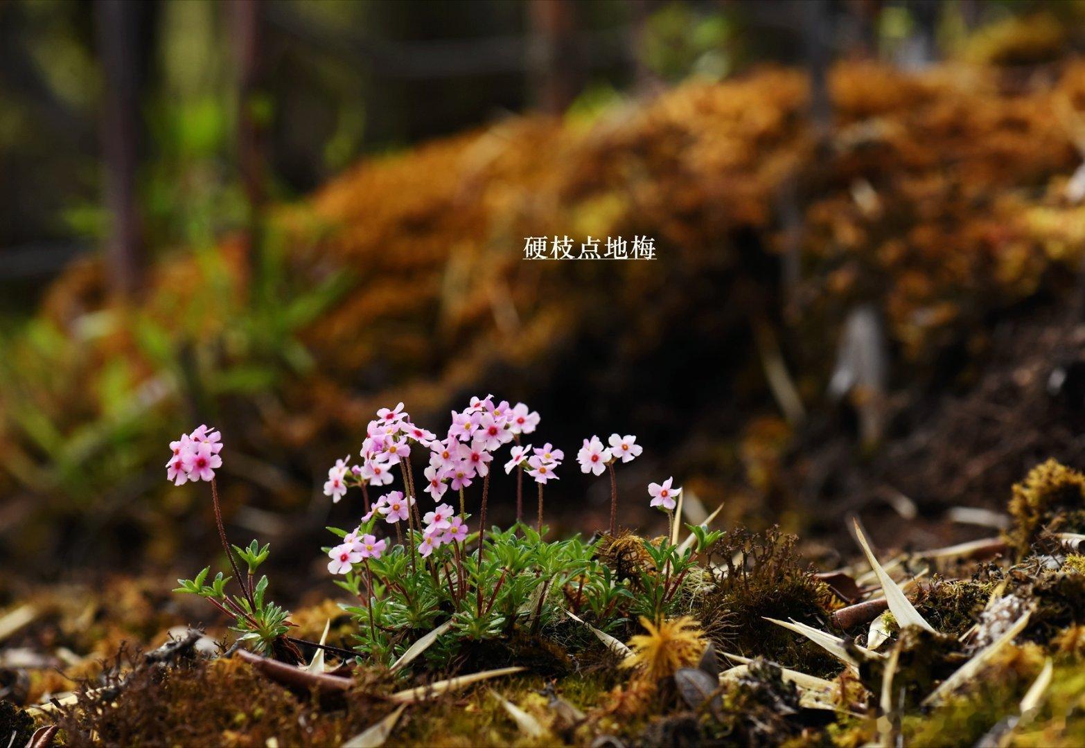 1366.但凡世间的种种野花，都是极为美好的。植物​12.硬枝点地梅，报春花科