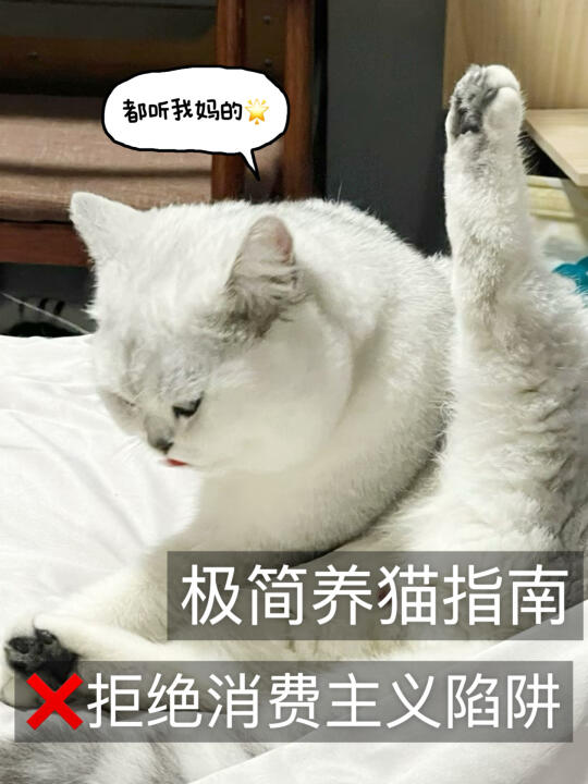 猫咪只需要这6样东西｜极简养猫指南