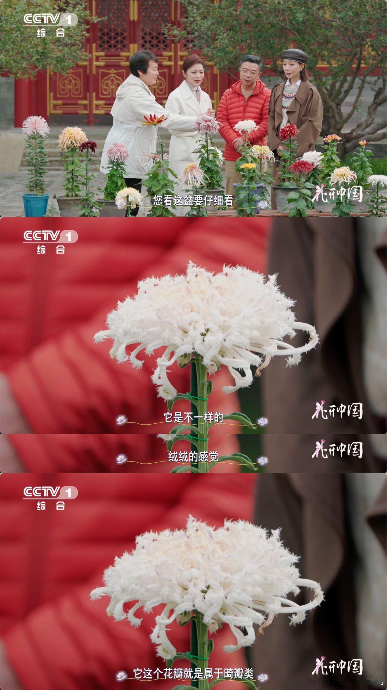 原来有花瓣毛茸茸的菊花花中也有奇葩植物界的“个性选手”非它莫属！白毛刺一身毛绒