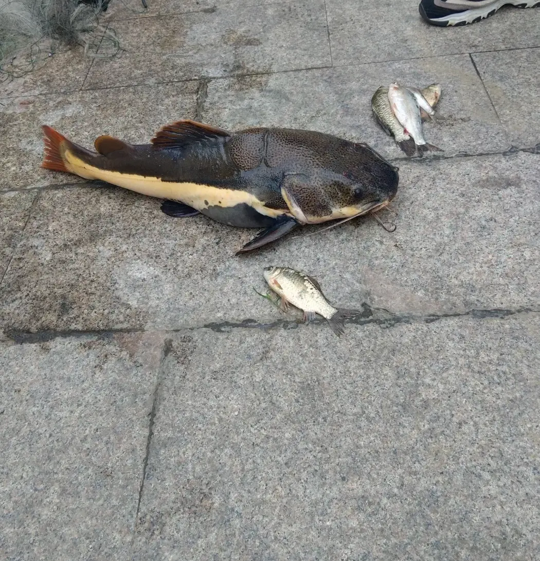 这是什么鱼？有认识的吗
