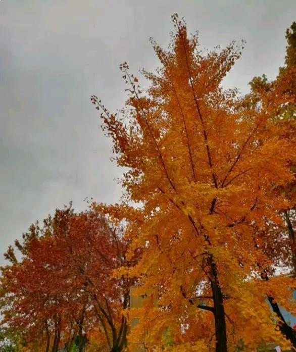 悔哭！卖掉北京800万房产移民希腊，1年后肠子都悔青：诗与远方全是坑！“当