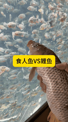 食人鱼🆚鲤鱼[哭哭]