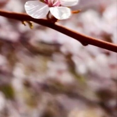 种植种植文案种植樱花00001、温度樱花喜欢温暖湿润的气候，最适合的生长温度