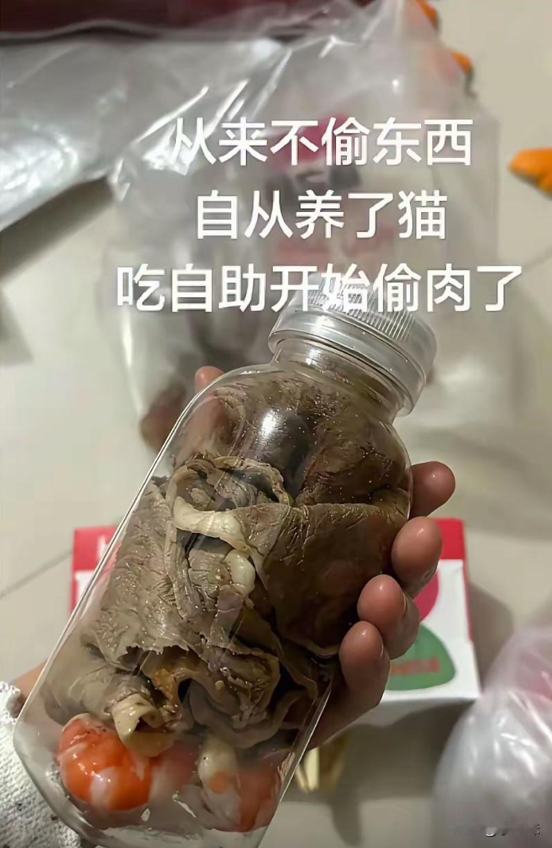 人不喜欢吃的东西，猫确实挺喜欢吃的
