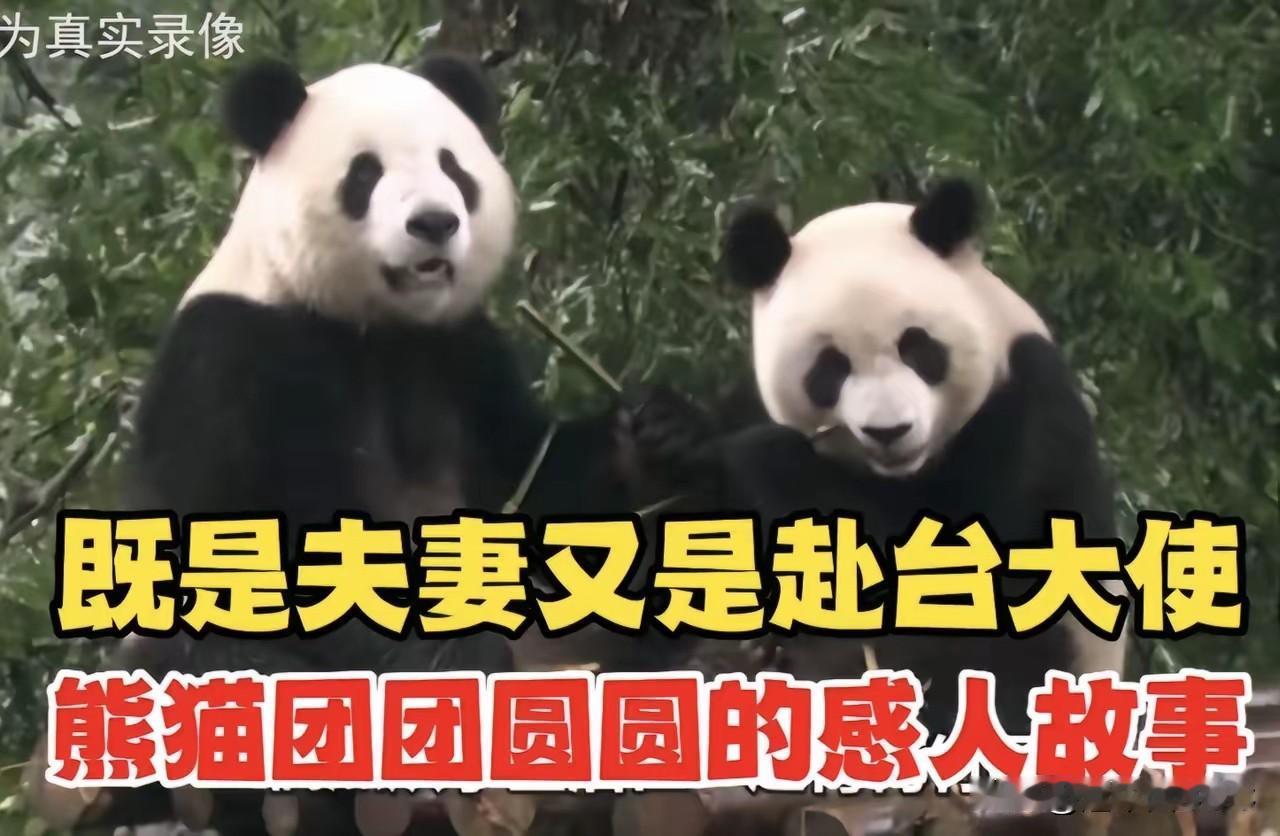 中国的大熊猫只能是中国的，与中国友好的国家只能租借，而且租借期间生下的小幼崽任然