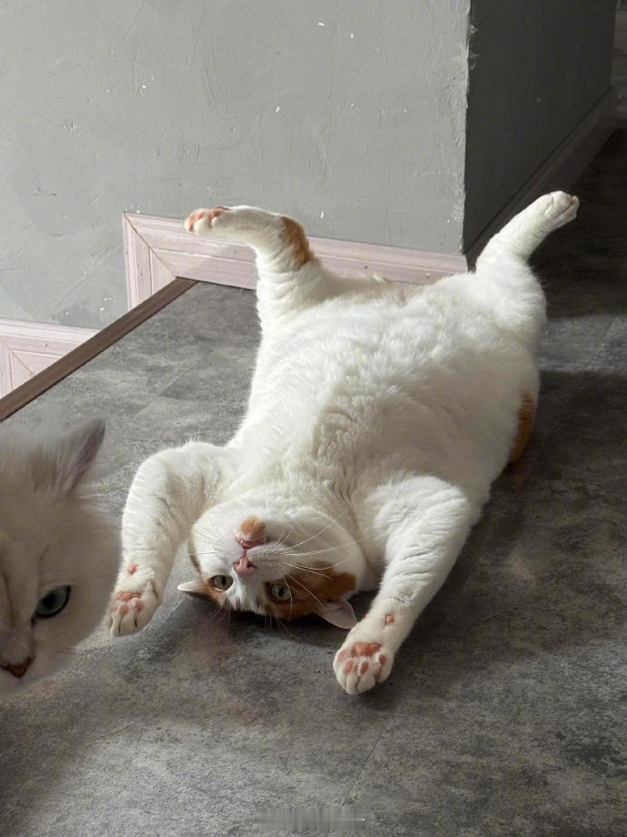 发现一个新物种猫王八​​​