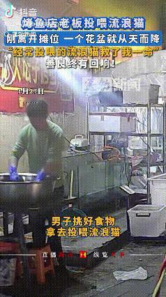 “科学都解释不清了”！贵州，烤鱼店老板挑好食物去喂流浪猫，刚离开摊位就有一个花盆