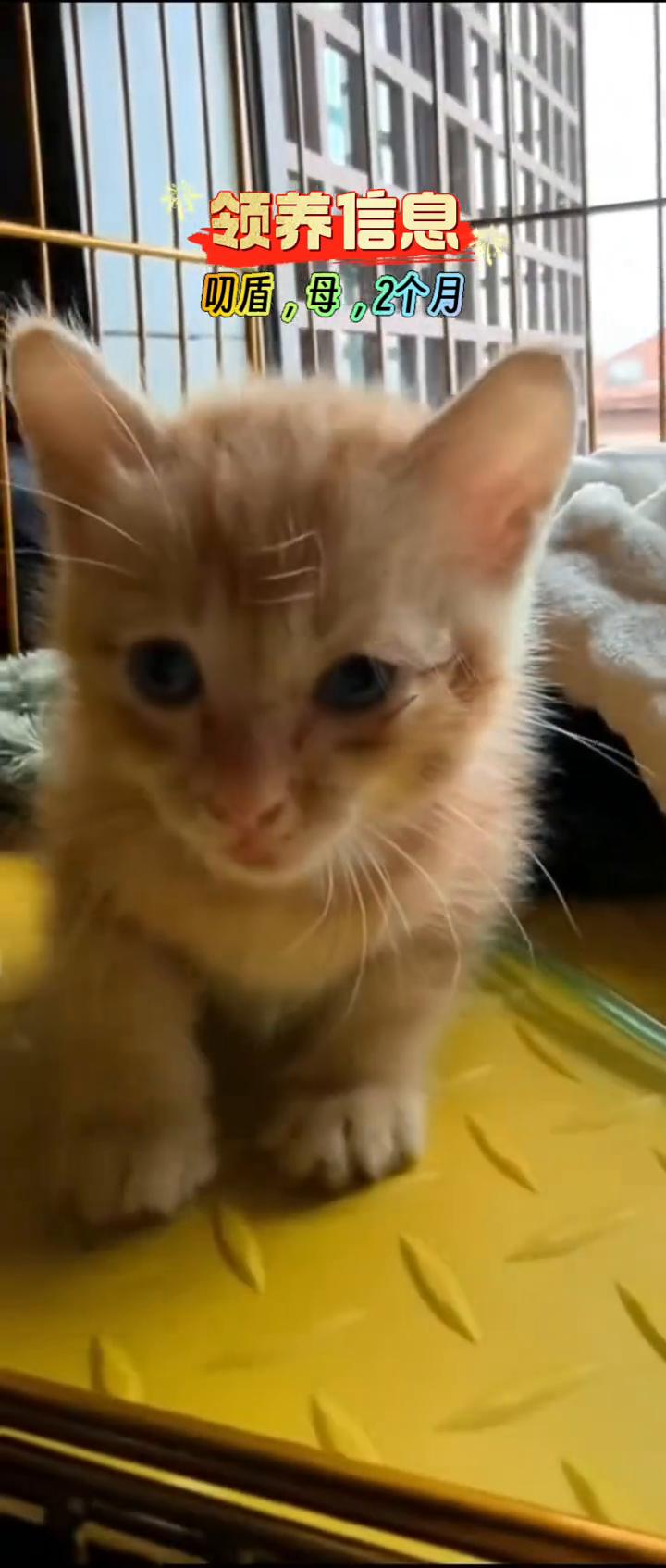 送养流浪猫为什么要签订送养协议？送养流浪猫您会签订送养协议吗？救助人都知道救助