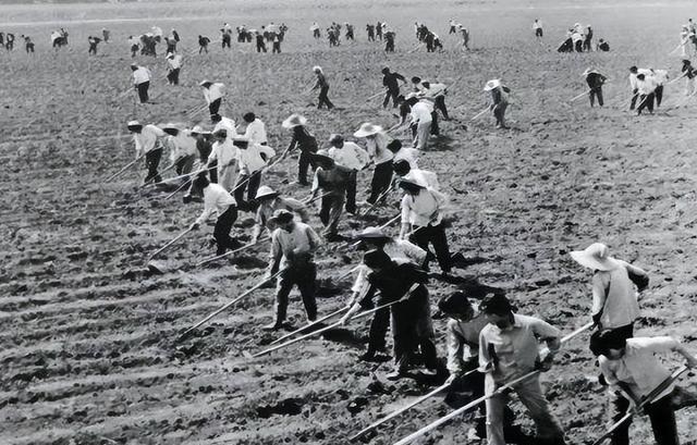 1970年中国用生猪换取意大利的拖拉机：3750公斤猪肉换1辆拖拉机375