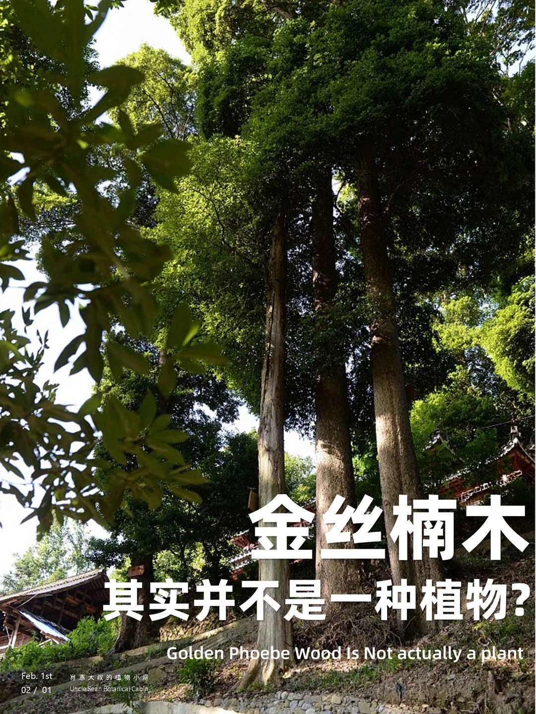 金丝楠木冲上热搜——凭什么和黄金抢风头？