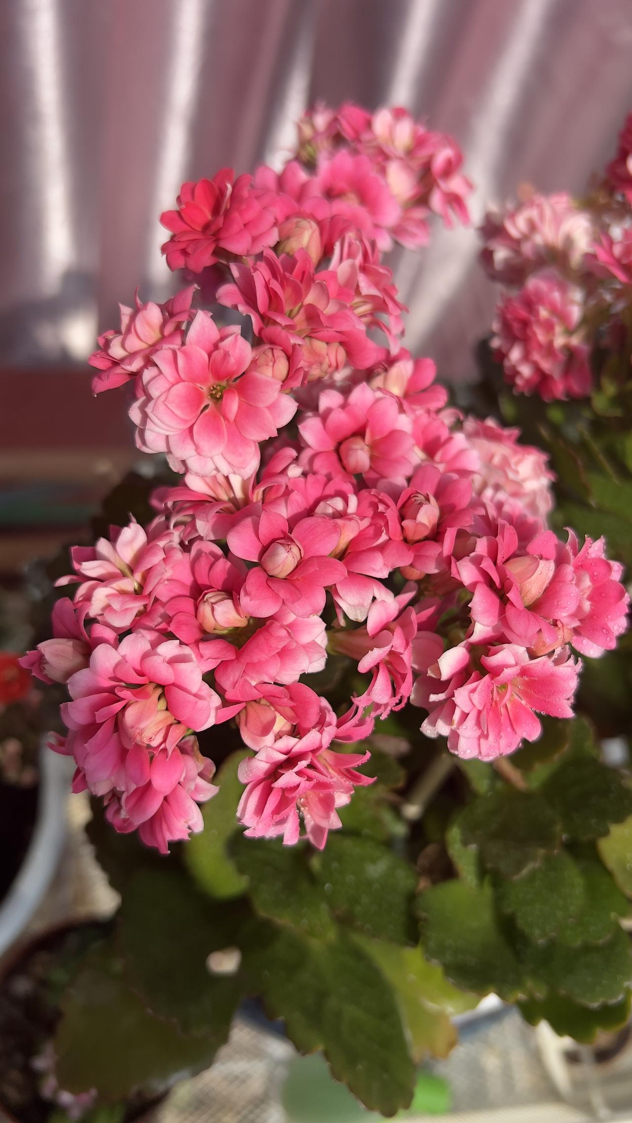 这是我养的长寿花，放在阳台上晒太阳，它在春节期间绽放，美丽的小花朵，仿佛是无数个