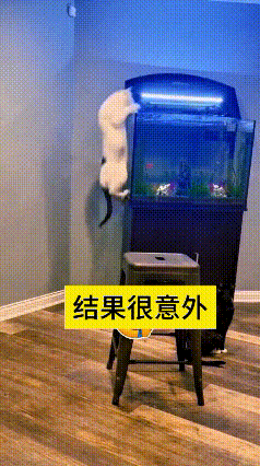 看完这视频笑的我肚子疼！恁瞅瞅这只傻猫，眼馋鱼缸里的鱼，憋足了劲儿噌一下就往上窜