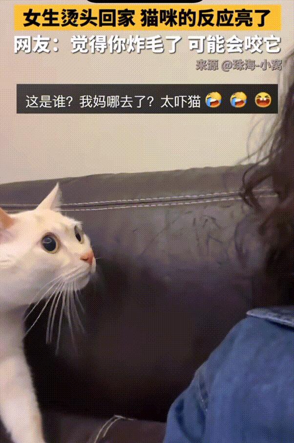 笑不活了！10月18日广东，女子烫个头回来，家里的小猫竟然不认识自己了，猫咪的反