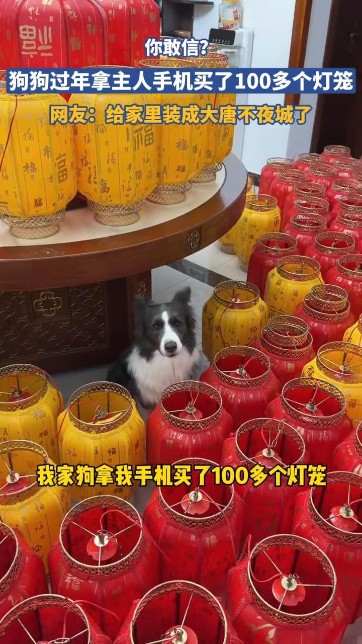边牧半夜帮主人下单，这狗子真没白养。吉林一女子想在网上买灯笼，抠抠搜搜砍价到