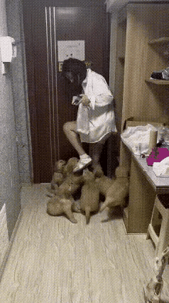 女子下班回家，一开门就收获盛大的欢迎。一群小金毛热情围拢，蹦蹦跳跳围着主人，热闹