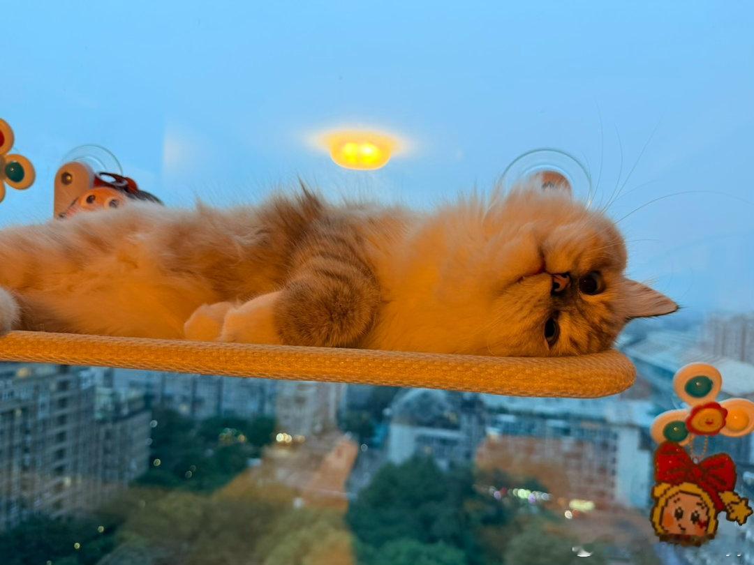 无忧无虑的小朋咪🐈[大笑][大笑]​​​