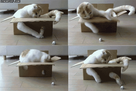 猫猫渐渐失去了兴趣​​​