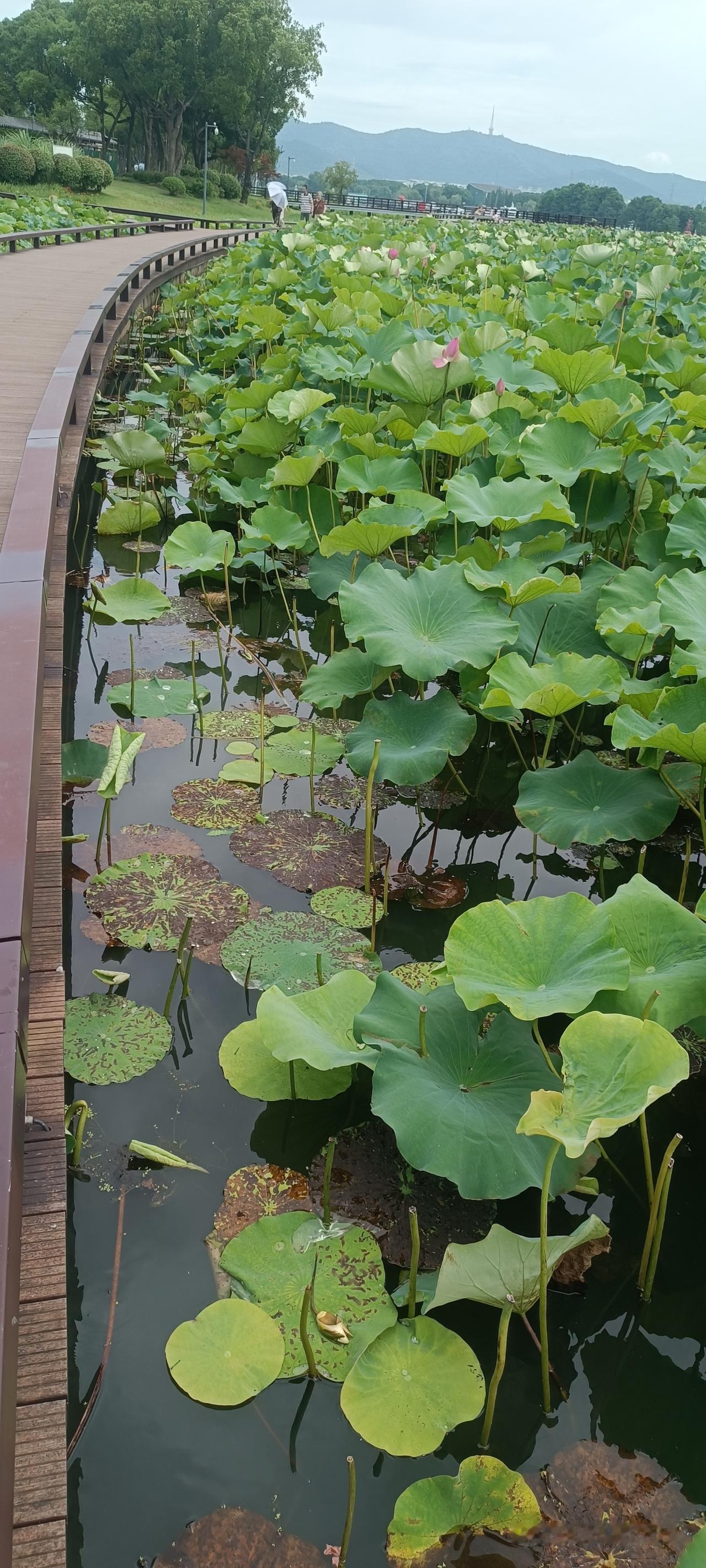 花开堪折直须折？又到了观赏荷花的最佳时节。昨天去无锡管社山庄，想欣赏一下这里接