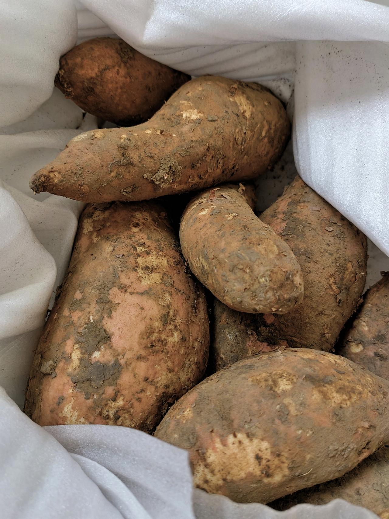 烤红薯香甜的诱惑，估计没人抵挡得了！刚从网上买了5斤蜜薯，准备用空气炸锅，烤一