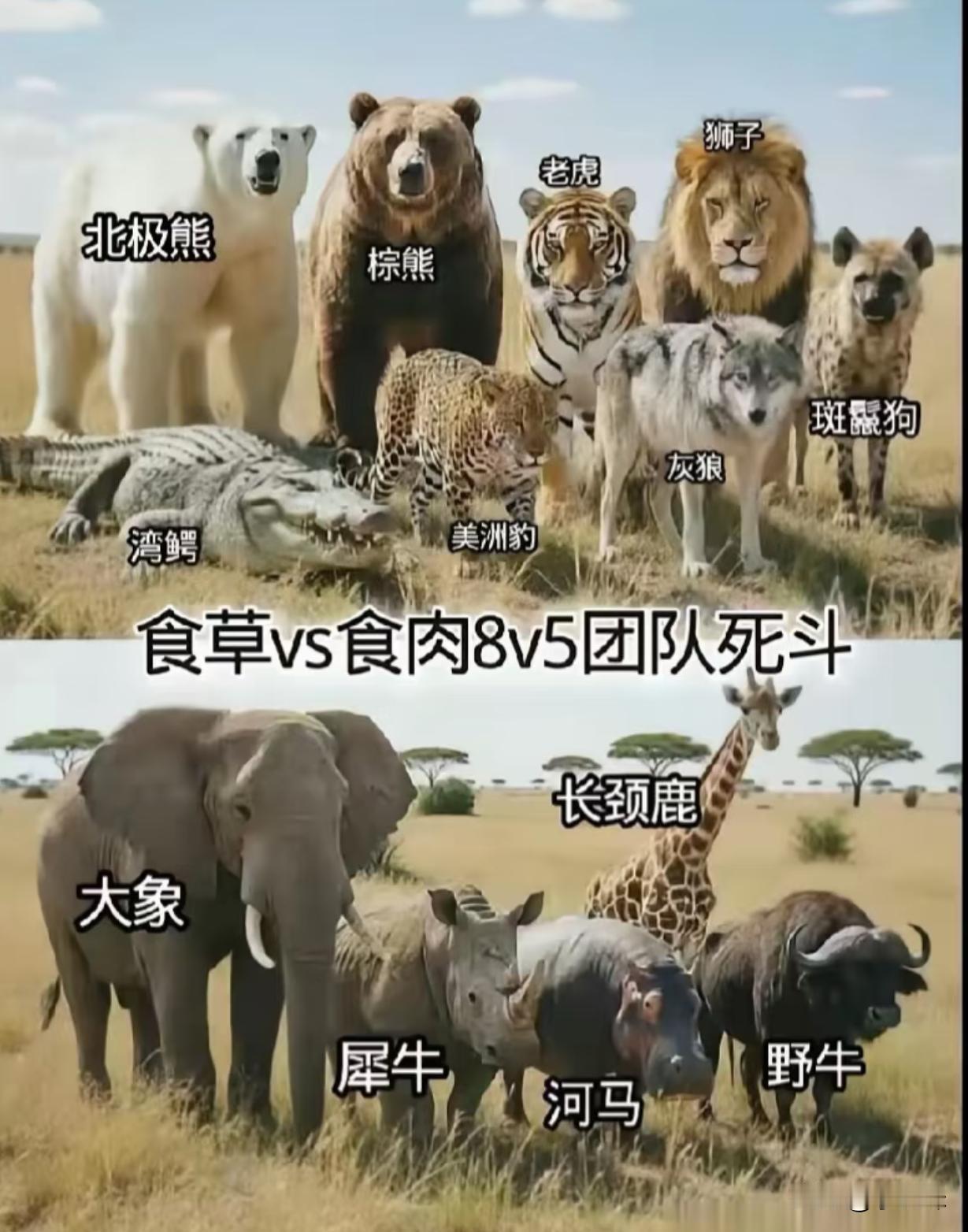 哪一组胜算大一点？