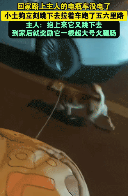 “太有灵性了！”江苏邳州，男子骑电瓶车带小土狗回家路上没电了。突然，他对小土狗说