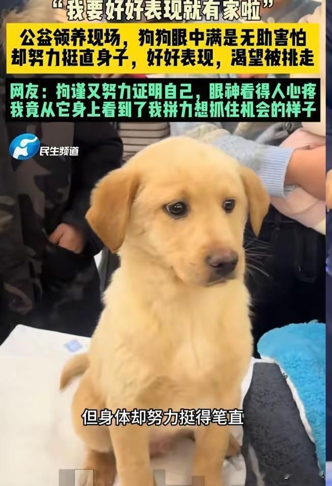 暖心！端庄小狗迎来圆满结局，和双胞胎兄弟一同被善良主人领养端庄小狗的圆满结