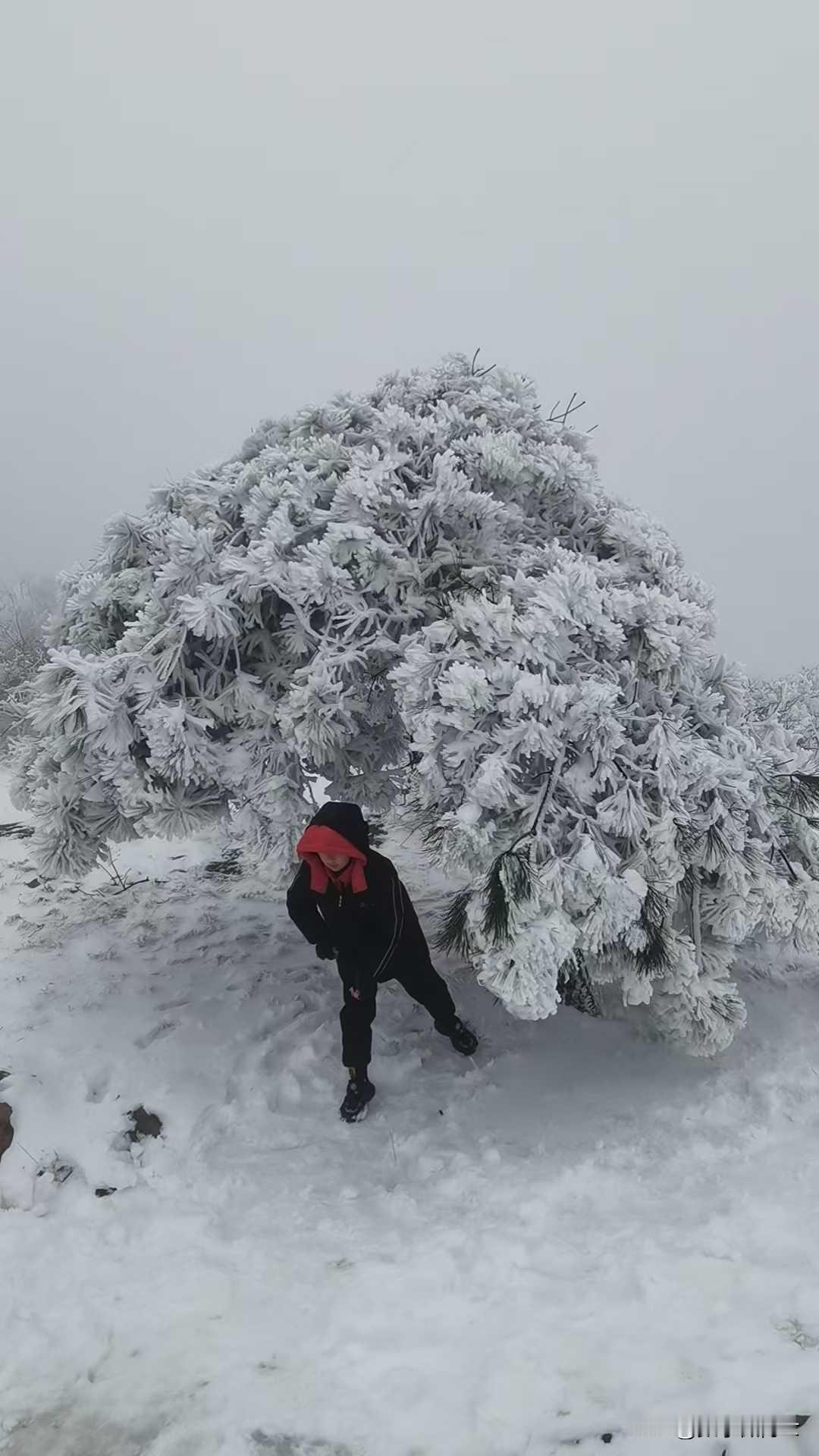 一、确认申请目标与资格要求首先，明确你的留学目标是至关重要的。不同国家的教育体