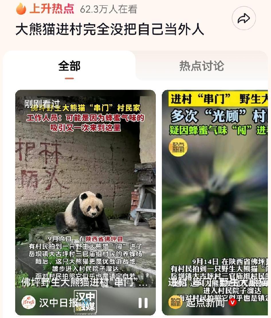陕西省佛坪自然保护区，熊猫在村子里悠哉闲逛近日村民拍到一只大熊猫闯进了岳坝镇