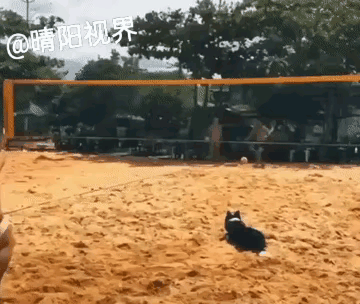 不如给国足配11条边牧，万一赢了呢[捂脸哭]