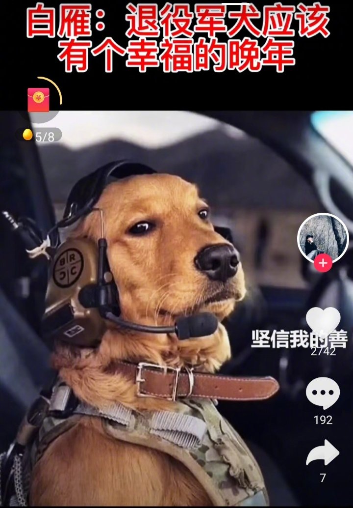 退役警官白雁，为了退役警犬有个幸福的晚年，自己出资建立了‘’退役警犬养老院‘’。
