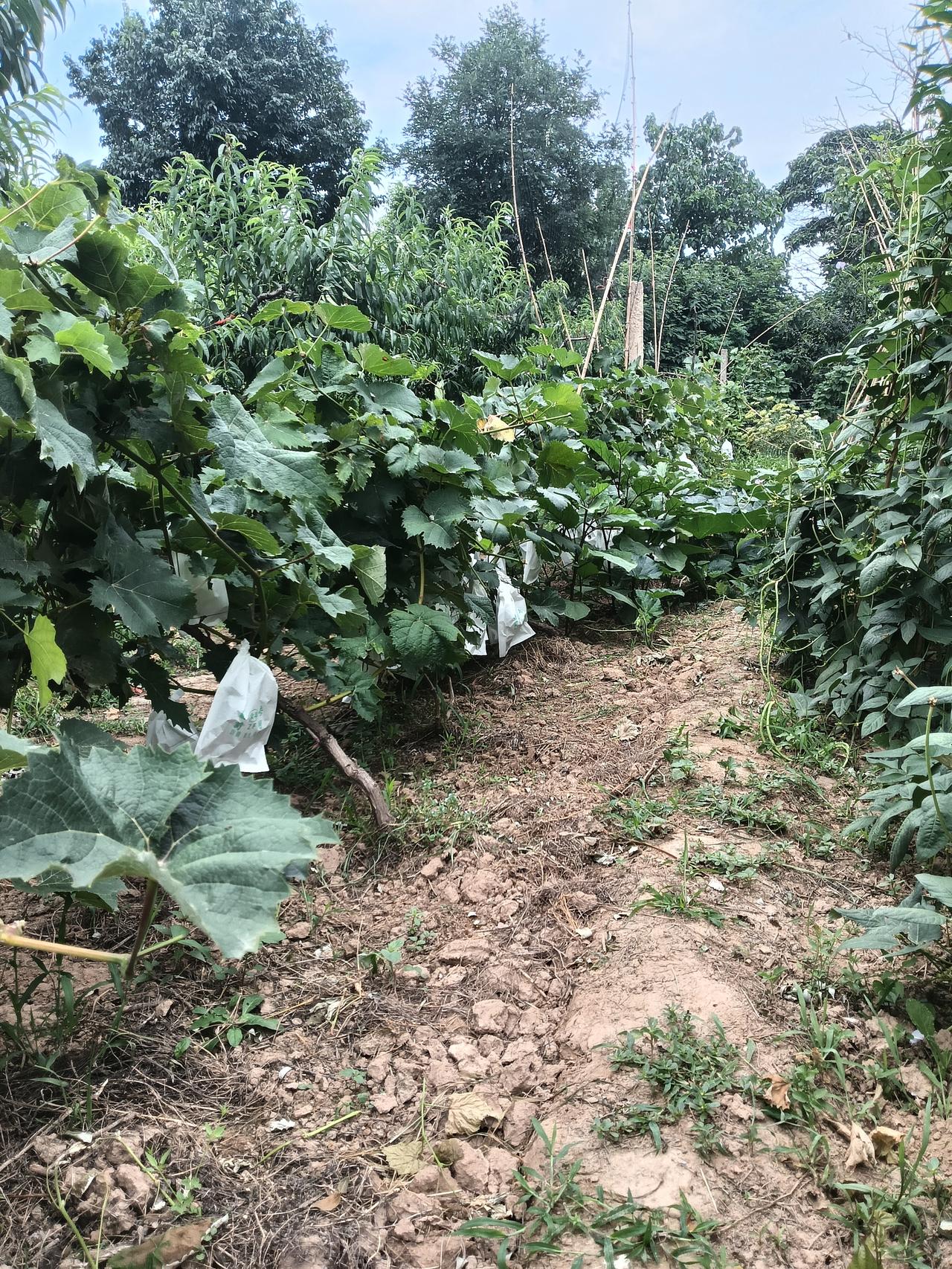 乡村种植管理技术实践绿色标准乡村种植管理是我们追求幸福健康绿色低碳技术，实施科
